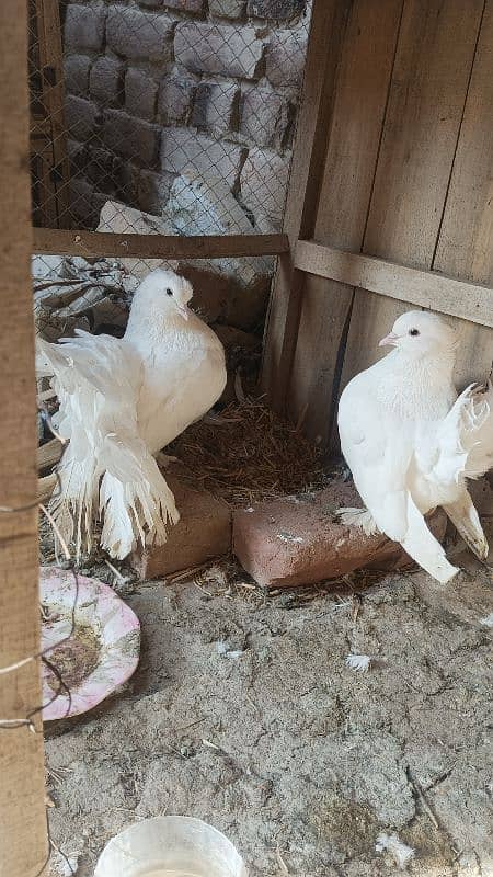 pure white amarkan baredar pair 1