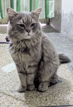 Persian cat