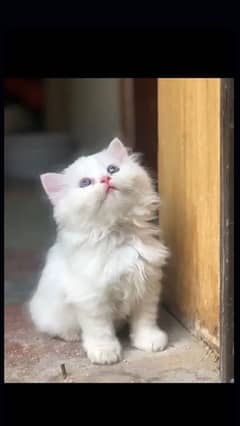 White persian kitten