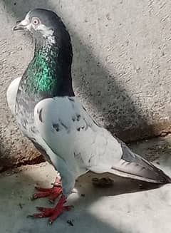 Pigeon