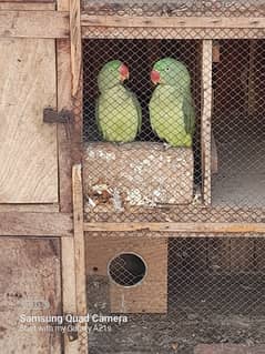 Raw parrots For Sale