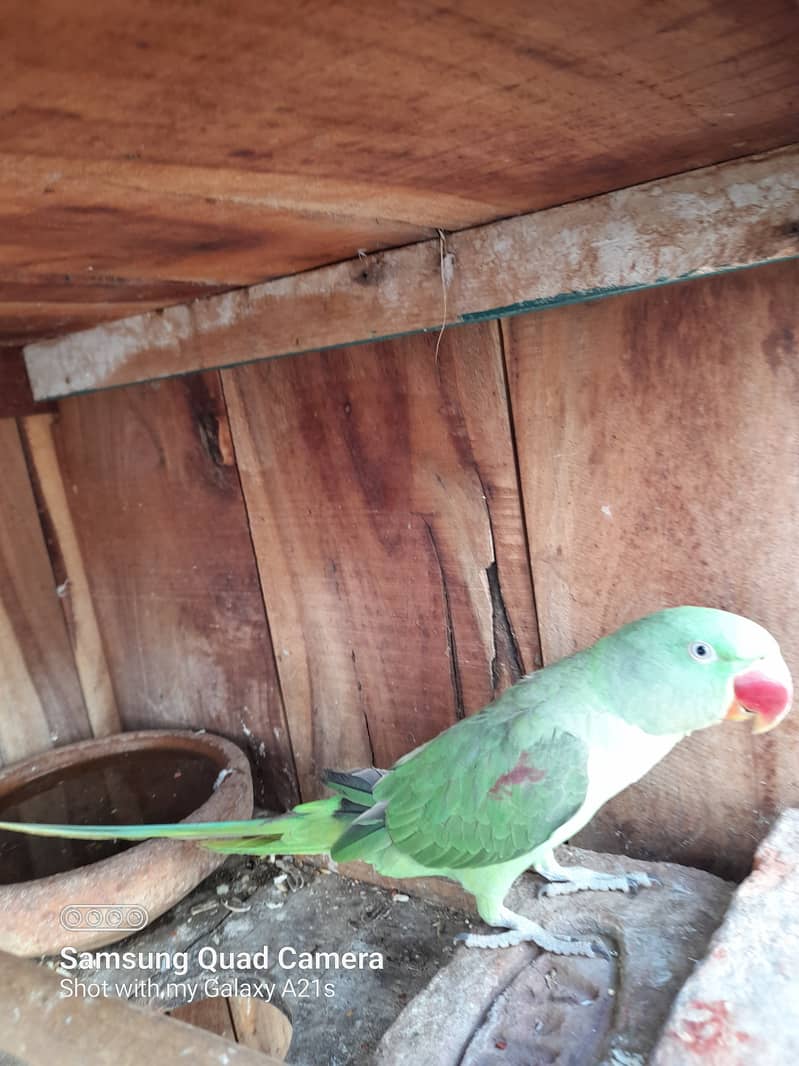 Raw parrots For Sale 1