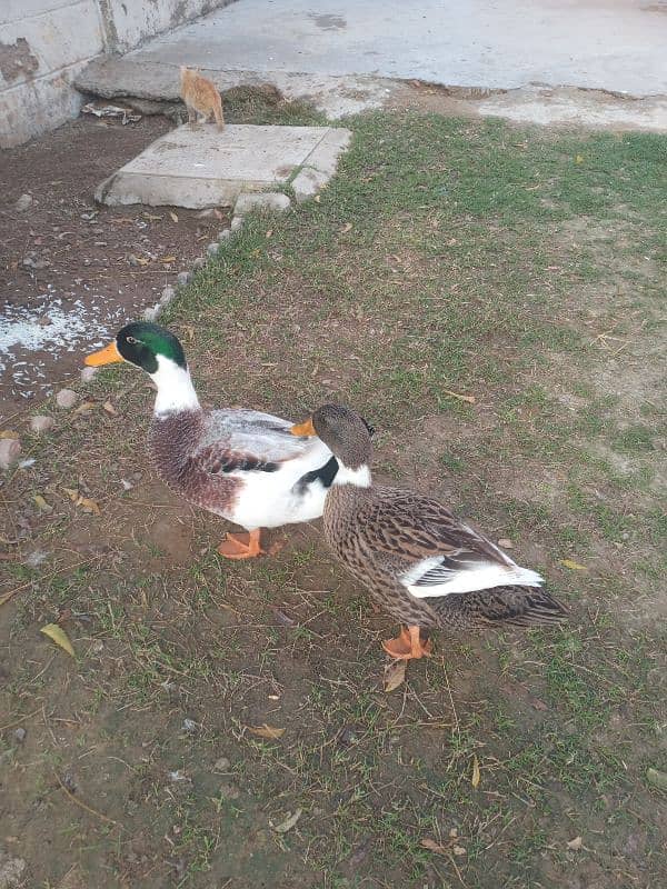 Duck Pair 0