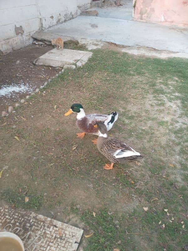 Duck Pair 1