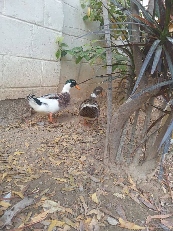 Duck Pair 3