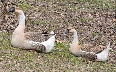 Long neck duck 2 color total 11 pieces available hai 5