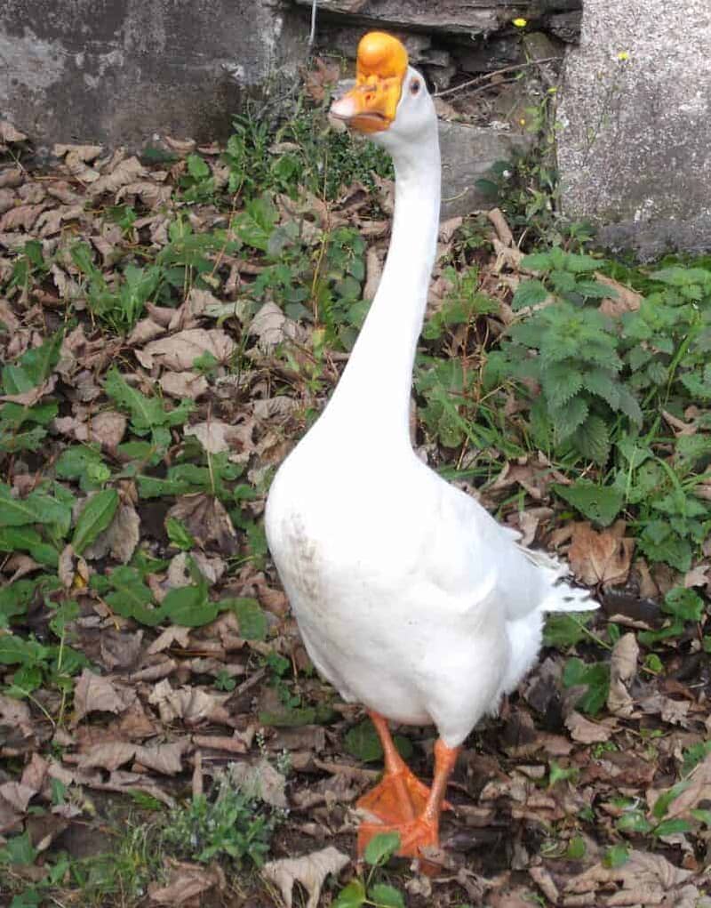 Long neck duck 2 color total 11 pieces available hai 7