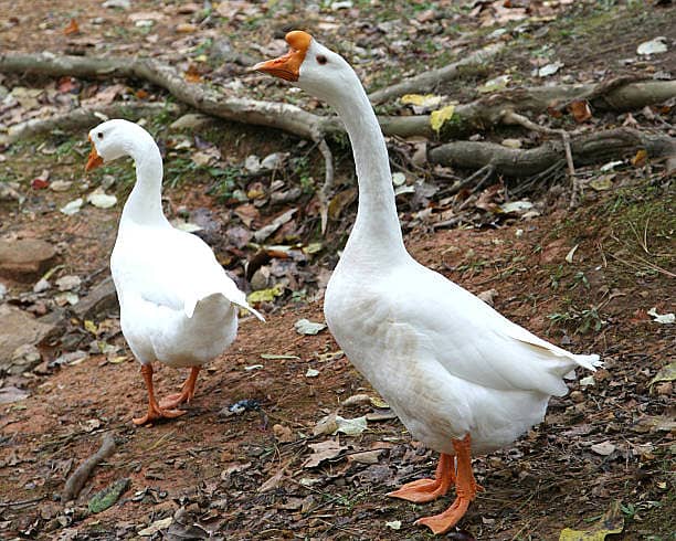 Long neck duck 2 color total 11 pieces available hai 8