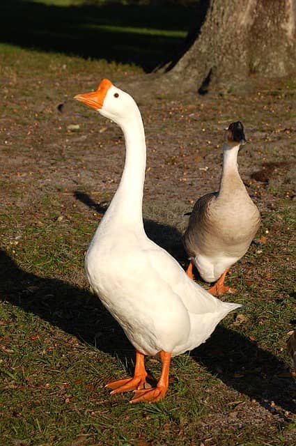 Long neck duck 2 color total 11 pieces available hai 9