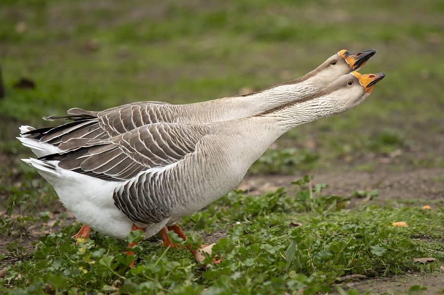 Long neck duck 2 color total 11 pieces available hai 12