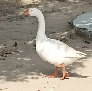 Long neck duck 2 color total 11 pieces available hai 13