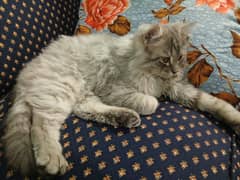 Persian Cat for Sale