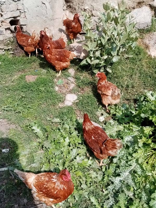 Lohman Brown 9 Female Hens 03476892044 1