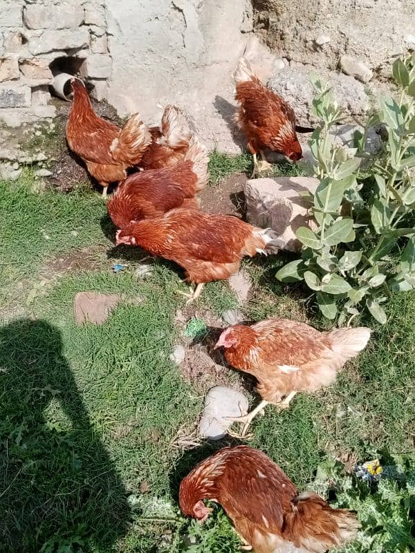 Lohman Brown 9 Female Hens 03476892044 2