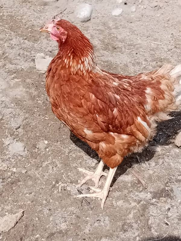 Lohman Brown 9 Female Hens 03476892044 4