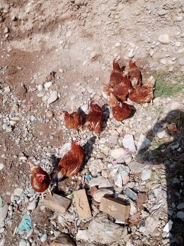 Lohman Brown 9 Female Hens 03476892044 5