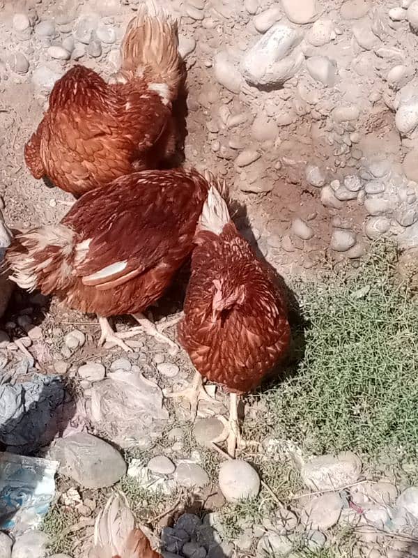 Lohman Brown 9 Female Hens 03476892044 6