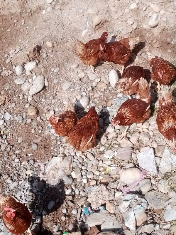 Lohman Brown 9 Female Hens 03476892044 7