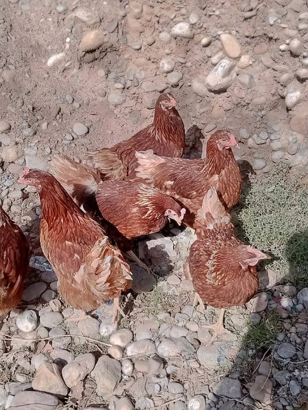 Lohman Brown 9 Female Hens 03476892044 8