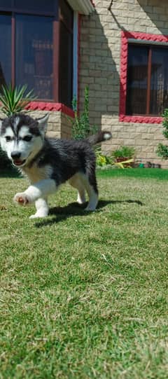 Siberian Husky Puppies