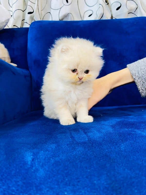 Persian kitten 1