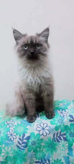 Russian cat for sale Whatsapp 03134610449