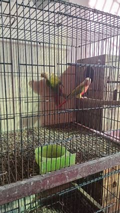 PINEAPPLE CONURE