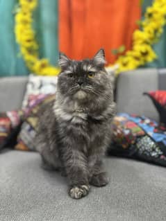 persian cat male urgent sale