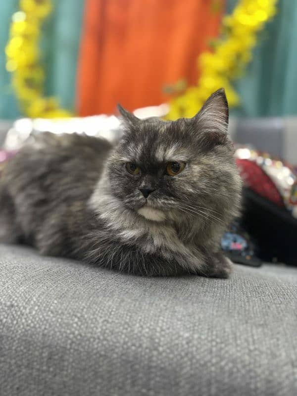 persian cat male urgent sale 1