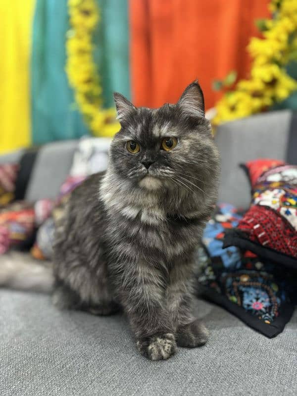 persian cat male urgent sale 2