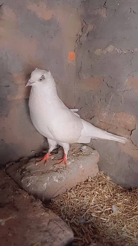 white pigeon 0