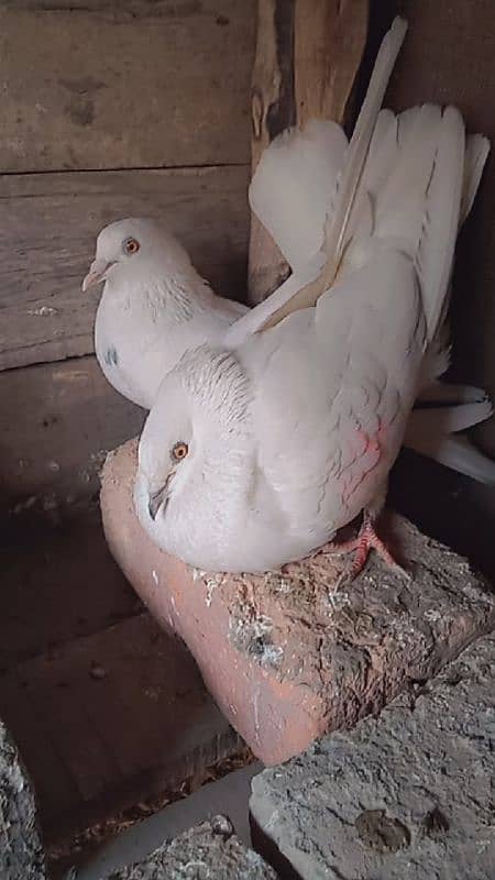 white pigeon 1