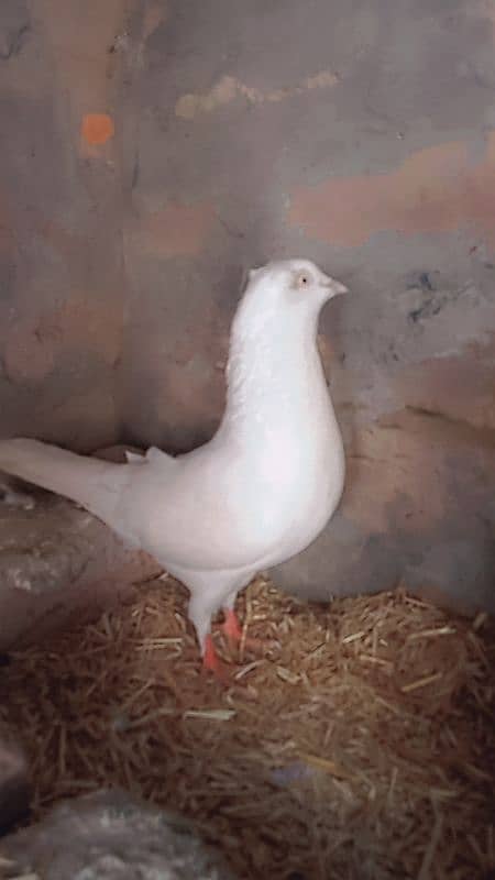 white pigeon 2