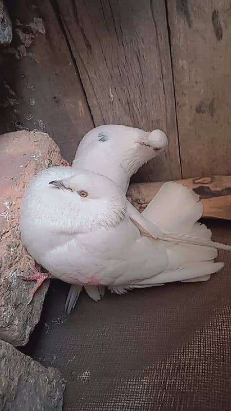 white pigeon 3