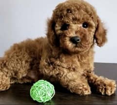 imported french toy poodle puppies