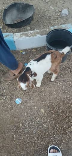 Bakri For Sale