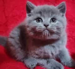 Imported British shorthair kittens