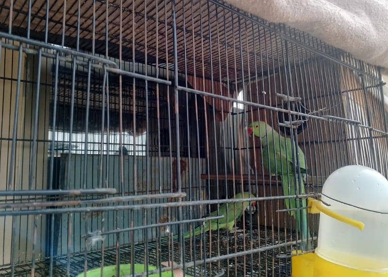 Green ringneck 4 pair for sale healthy and active 0