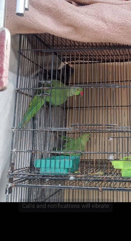 Green ringneck 4 pair for sale healthy and active 1