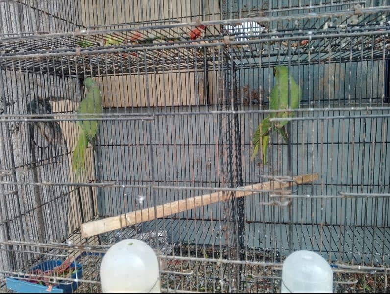 Green ringneck 4 pair for sale healthy and active 2