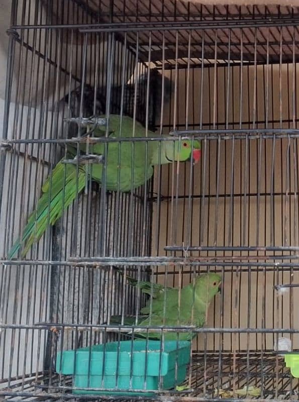 Green ringneck 4 pair for sale healthy and active 3