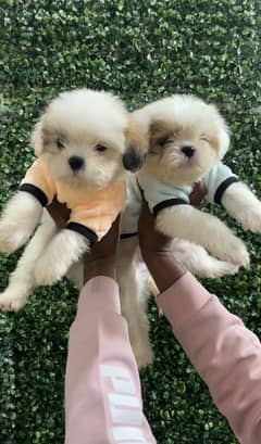 Adorable Shihtzu puppies available