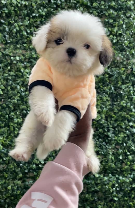 Adorable Shihtzu puppies available 1