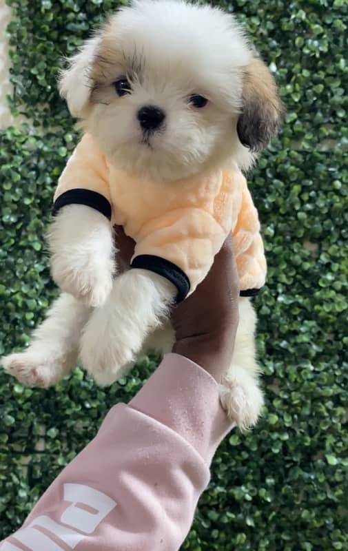 Adorable Shihtzu puppies available 2