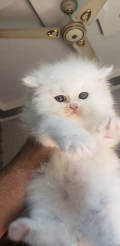 Persian punch face kitten