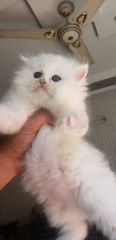 Persian punch face kitten 1