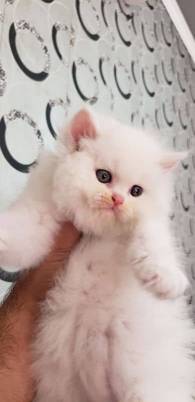 Persian punch face kitten 2