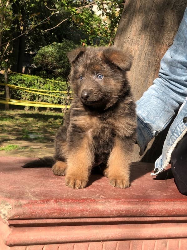 German Shepherd Long Coat hair male 0