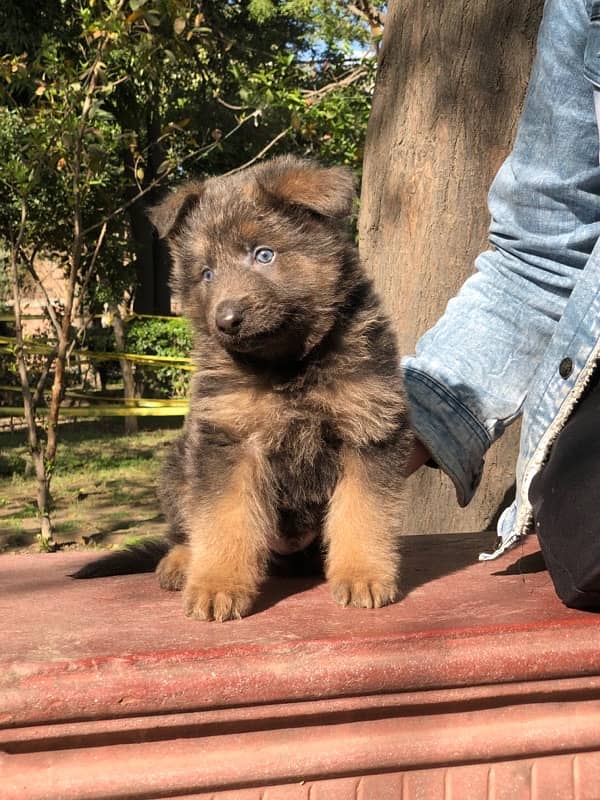 German Shepherd Long Coat hair male 1