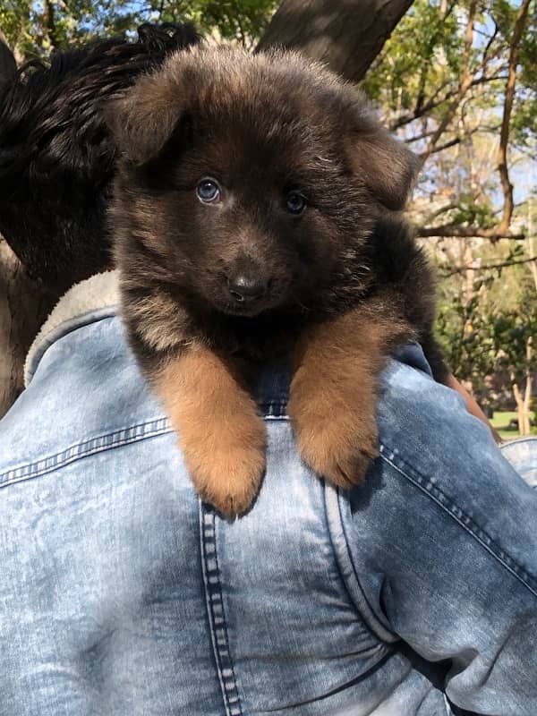 German Shepherd Long Coat hair male 2